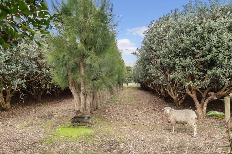 154 Schlaepfer Road Pukekohe_14