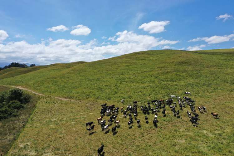 83 Norsewood Ormondville Road Norsewood_20