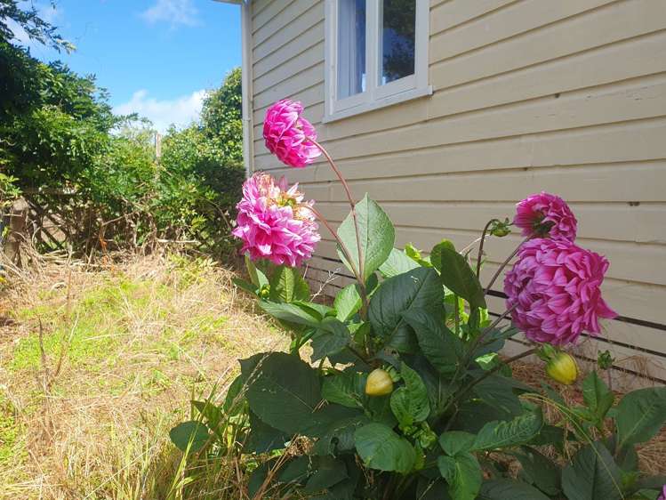 10 Hussey Street Waverley_18