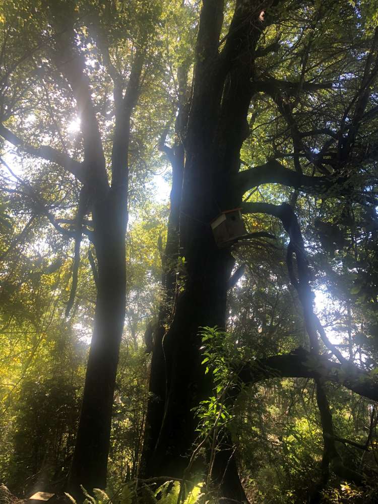 245 Stony Bay Road Akaroa_28