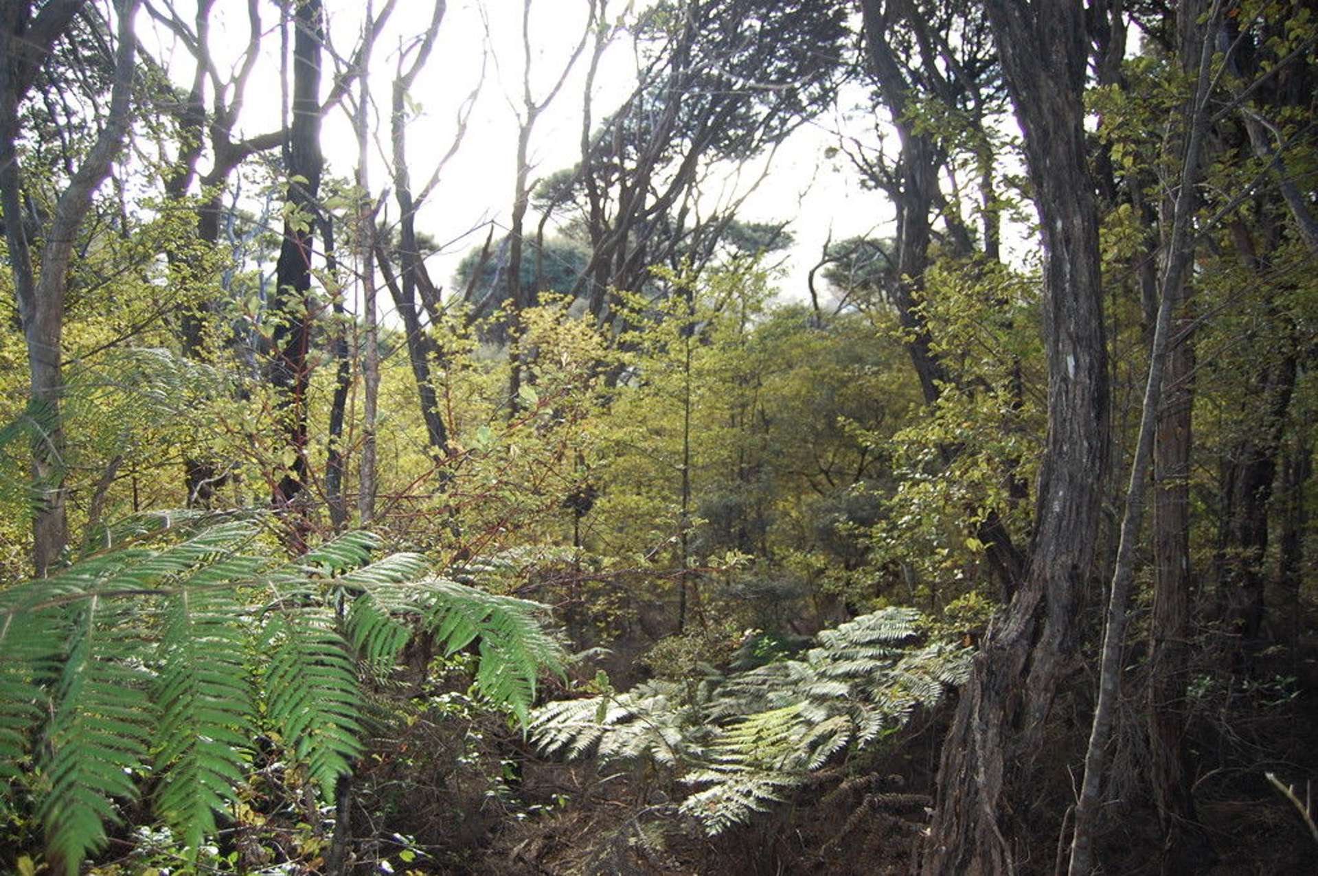 396d Shoal Bay Road Great Barrier Island (Aotea Island)_0