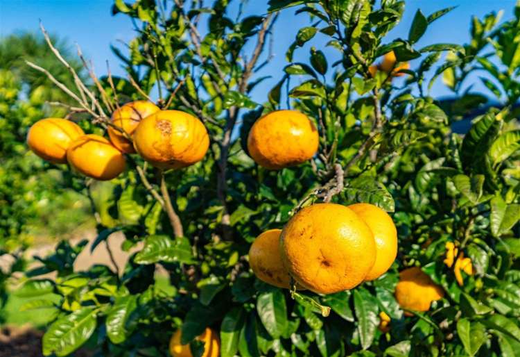 37 Ginty Way, Waipu Cove Waipu_27