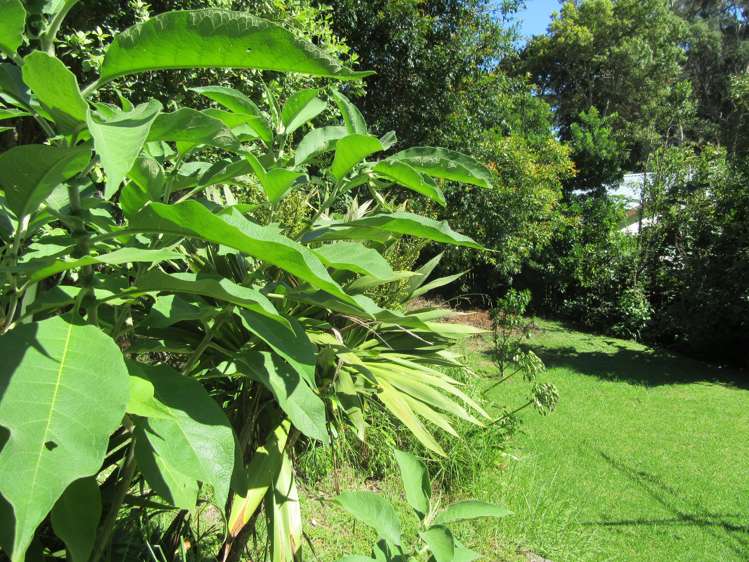 6 Norwood Road Kaiti_19