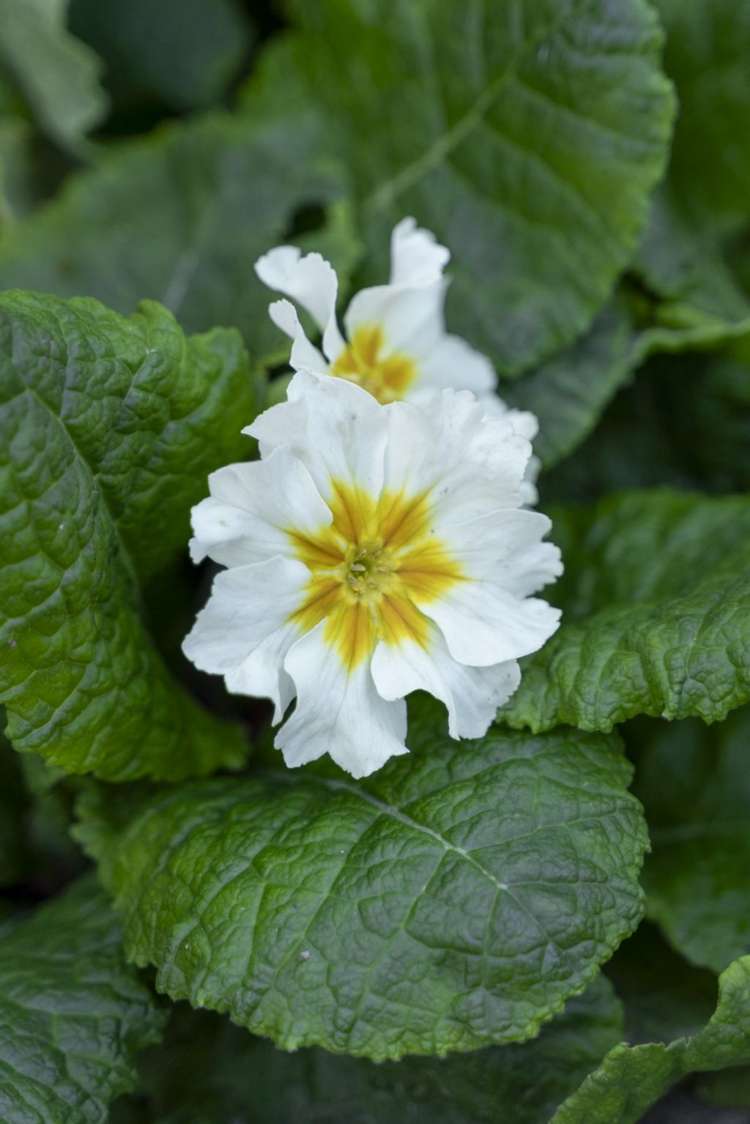 36/28 James Street Lincoln_12