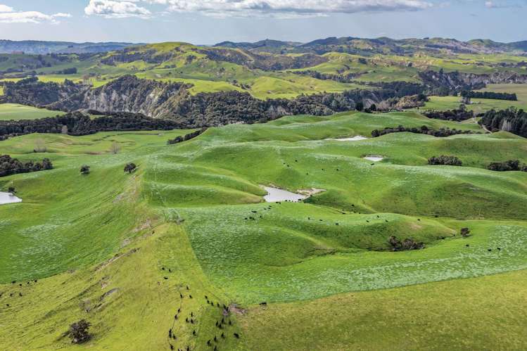 2152 Puketitiri Road Central Hawkes Bay Coastal_5