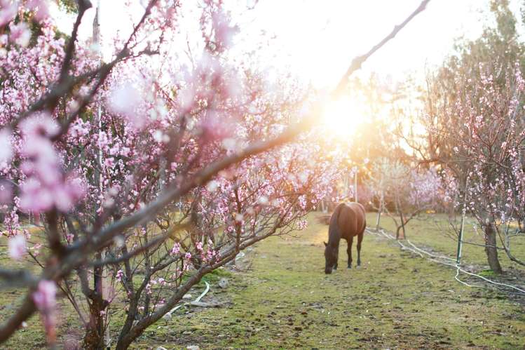 65 Butterfield Road Hawea Flat_7