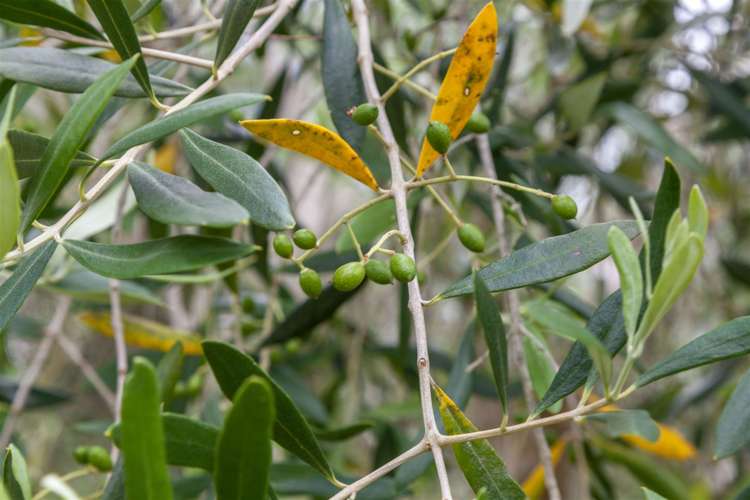 7 Harding Road Wellsford_19