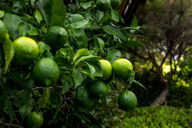 Lot 76 Pembles Bay Kawau Island_34