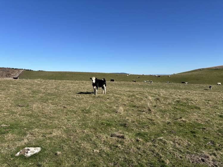 Waihola Highway Waihola_18