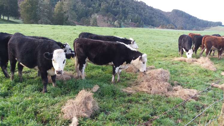 35 Ti Tree Way Hunua_4