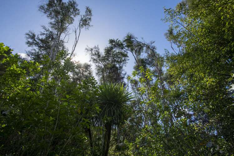 326A Matokitoki Valley Road Matokitoki_4