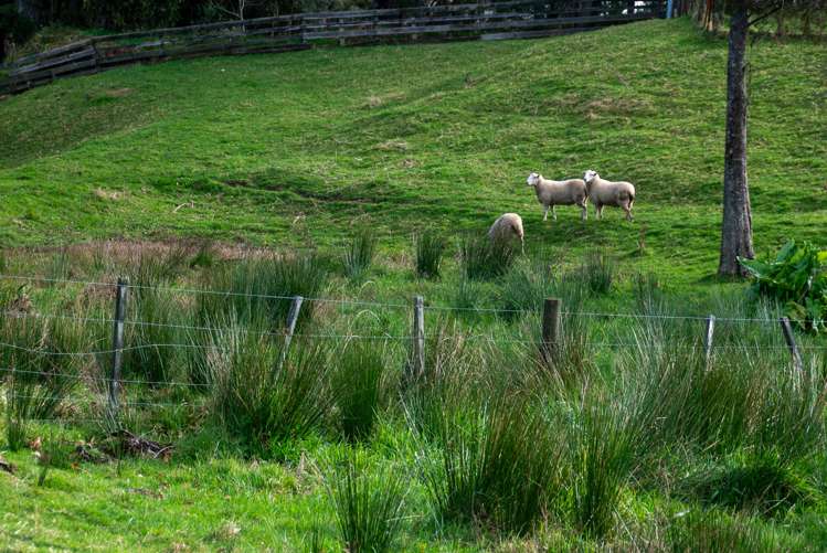 71 Brunswick Drive Tikitere_24