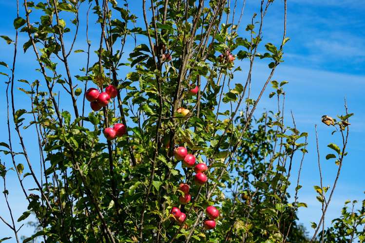 372 Looney Road South Hillend_8