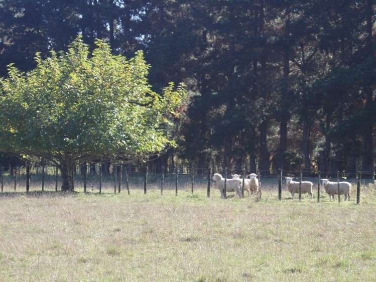 327 Bluff Rangitumau Road Rangitumau_25