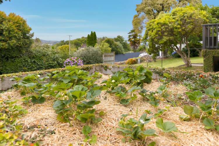 11 Scantlebury Street Avenues_19