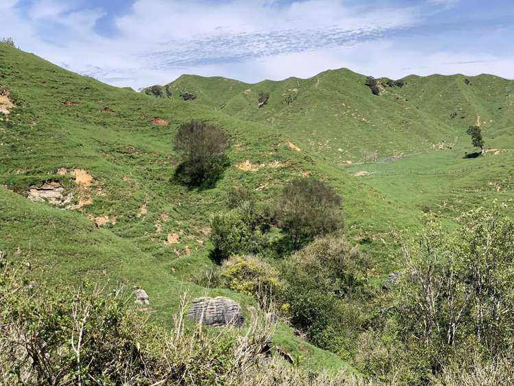 2896 State Highway 3 Awakino_34