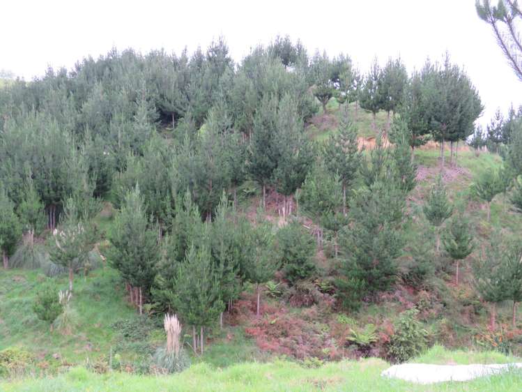 289 Franklin Road Paparoa_14