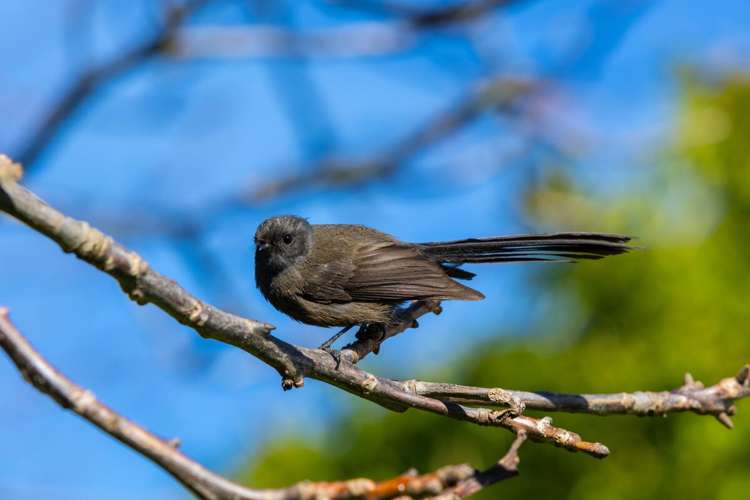 150 Selmes Road Rapaura_23