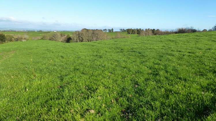 343 Opunake Road Cardiff_3