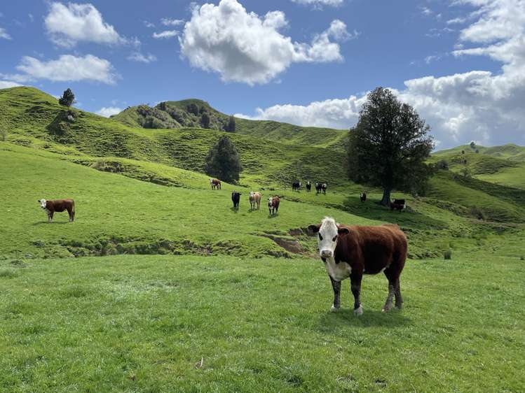 592 Waitewhena Road Ohura_5