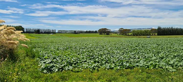 286 Brydone Glencoe Road Gore Surrounds_14