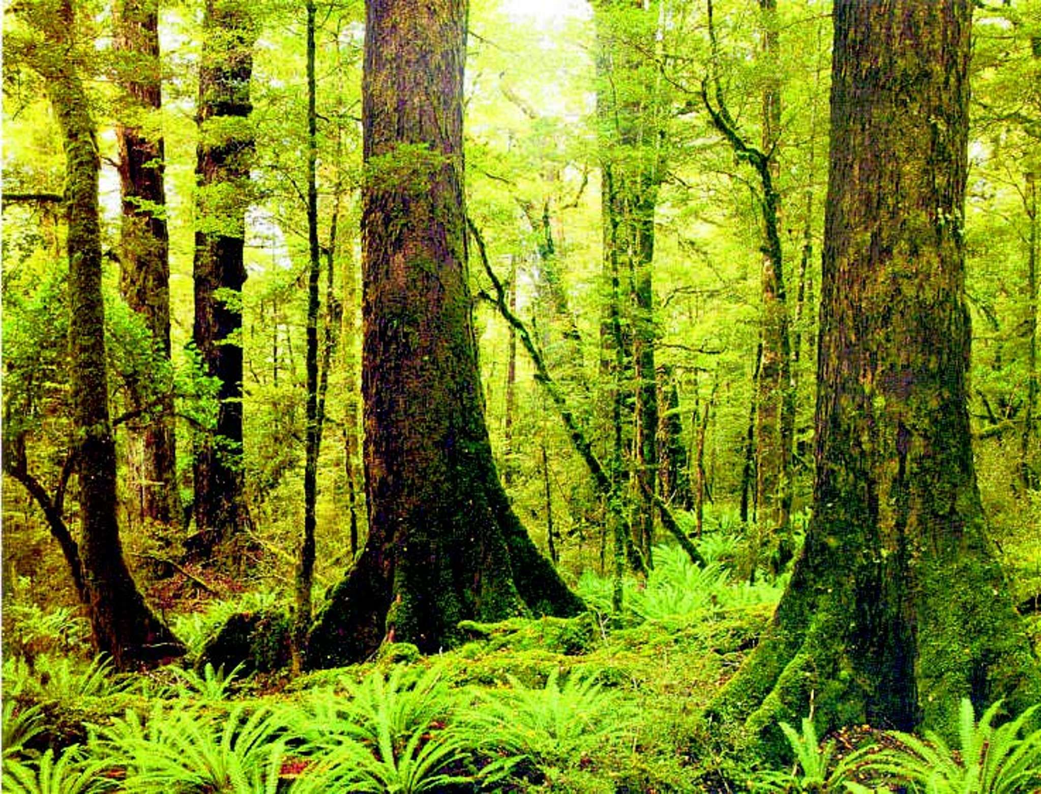 Our native forests are worth fighting for