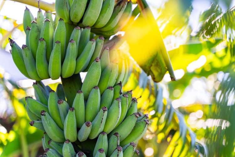 712 One Tree Point Road One Tree Point_26