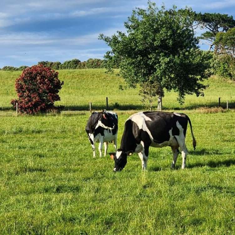 455 West Coast Road Te Kopuru_19