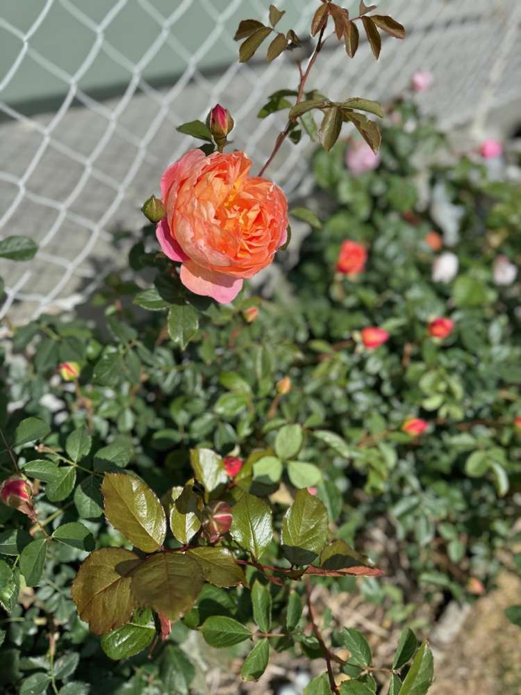 67/369 Wrens Road Coldstream_11