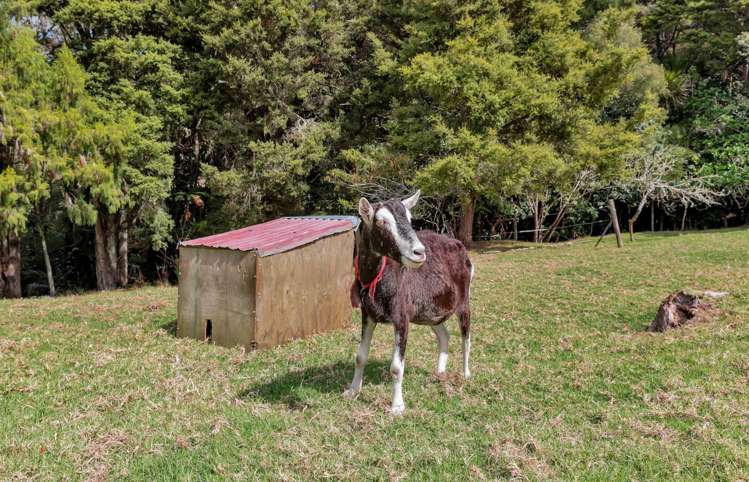 191 Great North Road Kamo_21