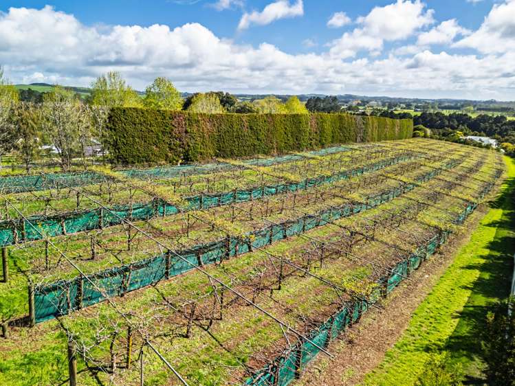 43e Blue Gum Lane Kerikeri_7