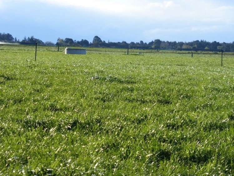 103 Mclachlans Road Rakaia_12