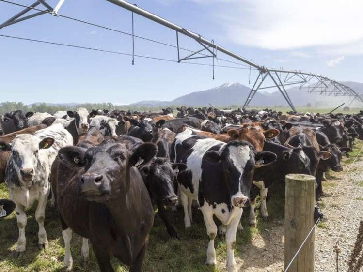 245 Goughs Crossing Road Ashburton Forks_1