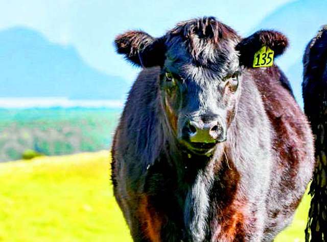 Beef unit sought for pilot scheme