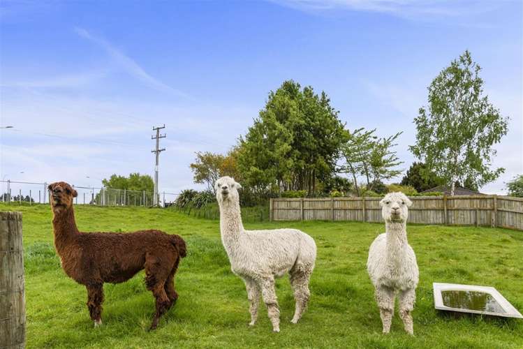 47c Caledonia Road Ngongotaha_21