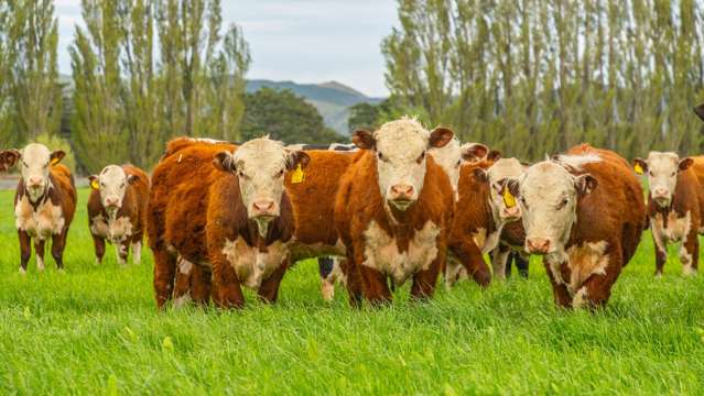 62 Waiau West Road Cheviot_3