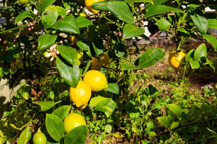 630 Claverley Road Hundalee_31