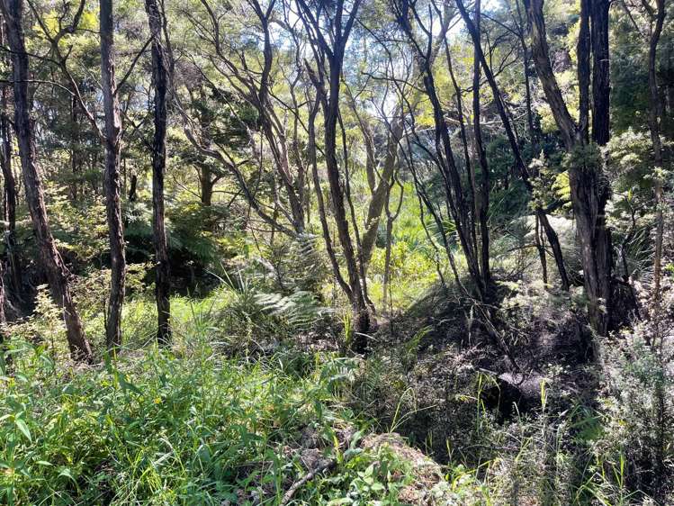 Mangawhai Bush Estate Mangawhai_6