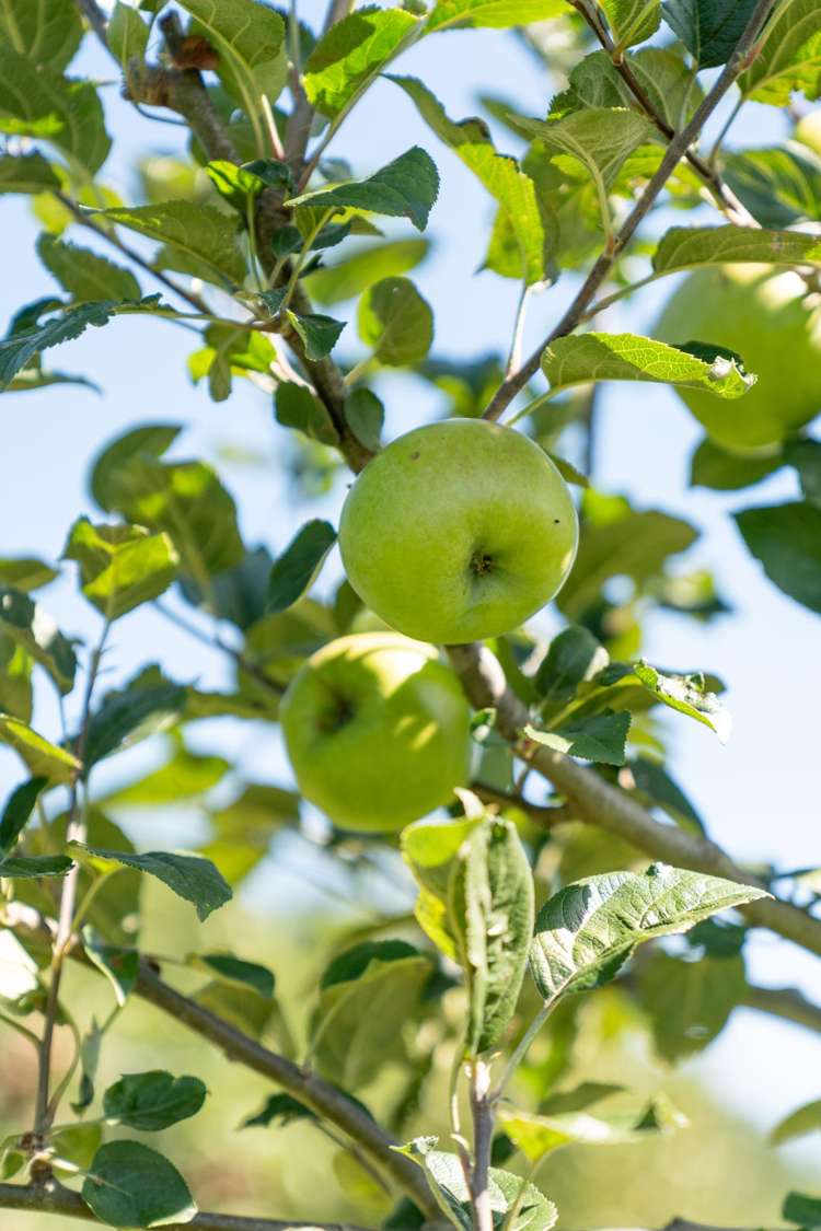 34 Bidwills Cutting Road Greytown_41