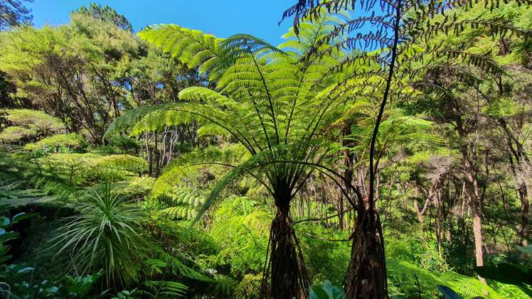 46 Schoolhouse Bay Road Kawau Island_16