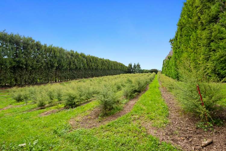 Pine Ridge Lane Aongatete_11