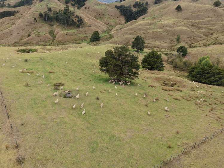 290 Hillcrest Road Waiotira_3