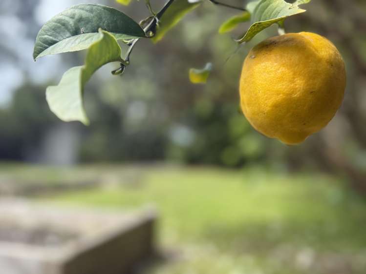 8 The Avenue Otaki Beach_18