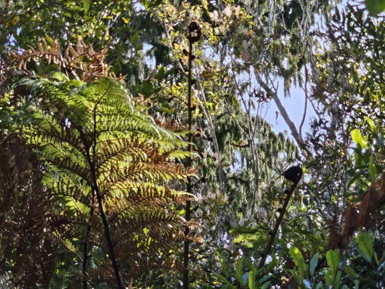 215 Clifton Road Kaiata_35