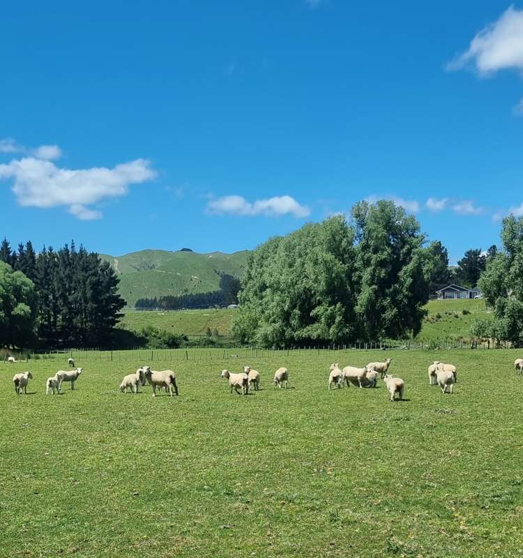 9 Buckley Road Shannon_18