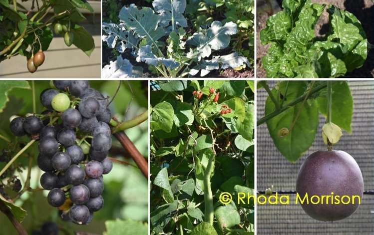 208 Heatley Road Whakapirau_10