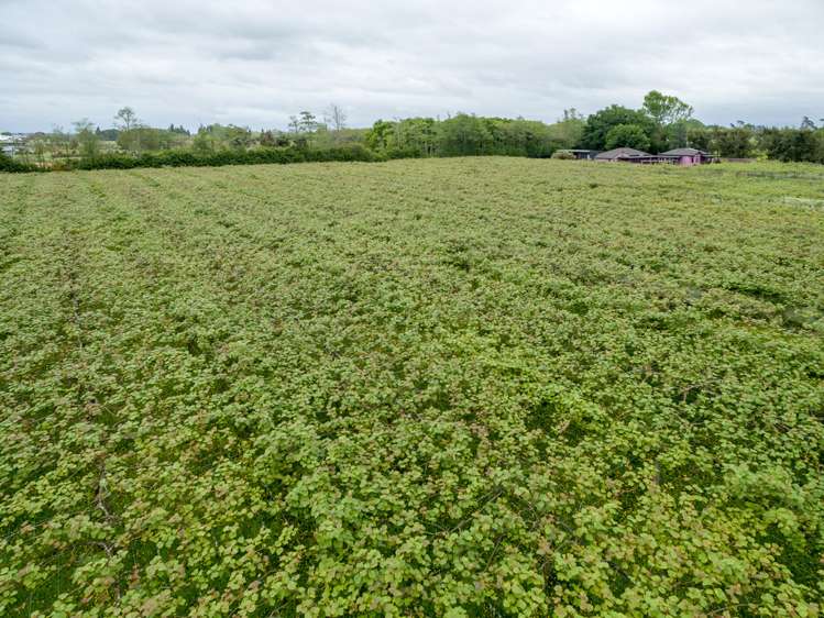 3451 Ohaupo Road Rukuhia_18