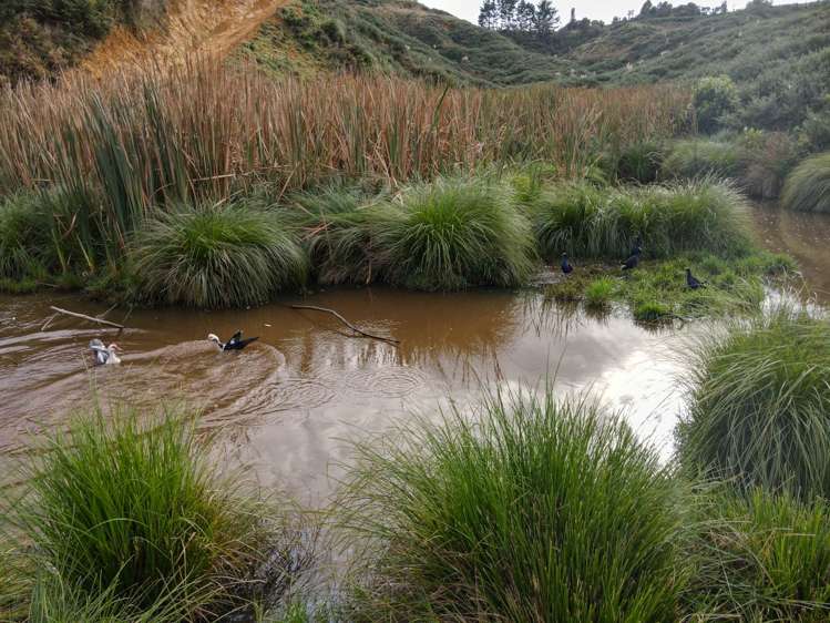 37 Waikaretu Wairamarama Road Glen Murray_17