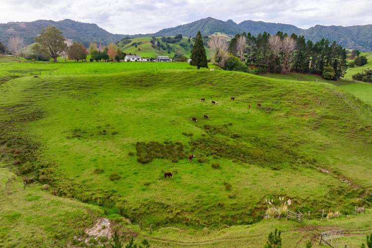 Omana Road Tangiteroria_7