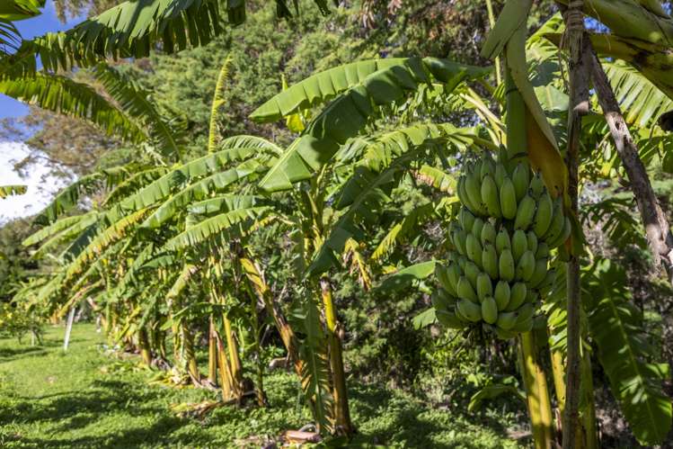 6934 State highway 1 Kaitaia Surrounds_22